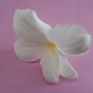 Meet your Posher, Julia